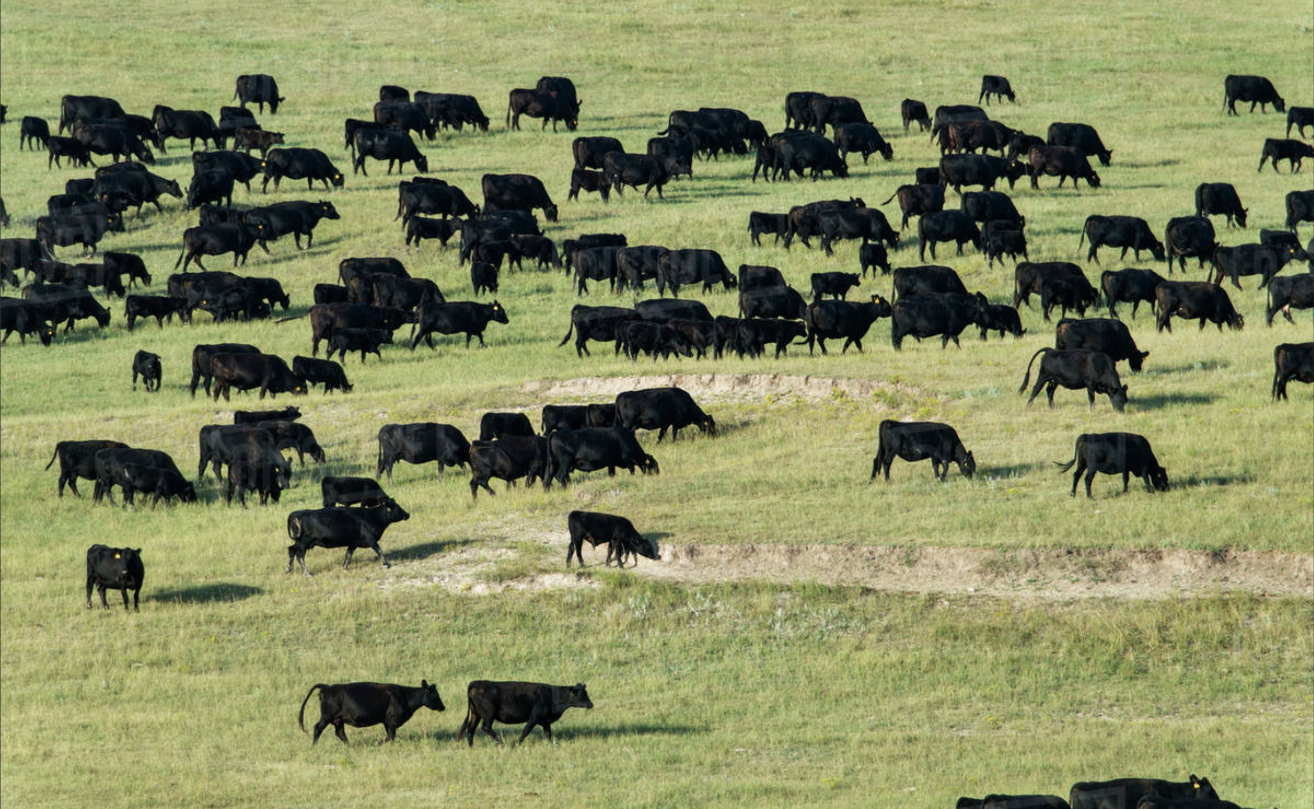 Aerial view of Red Clay Cattle Company