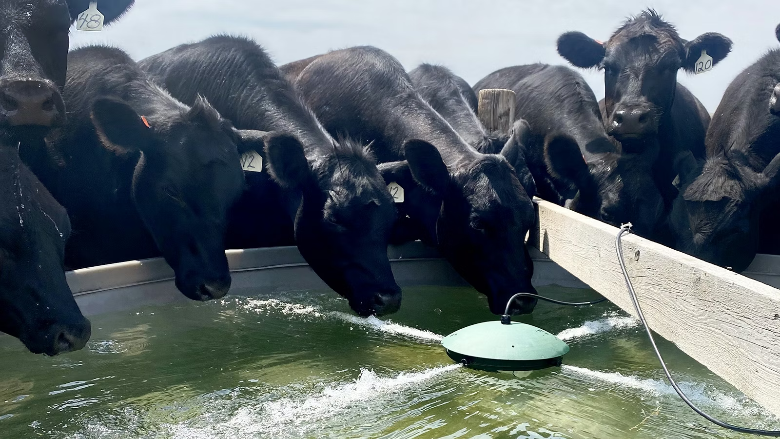 Black Angus cattle at the water trough