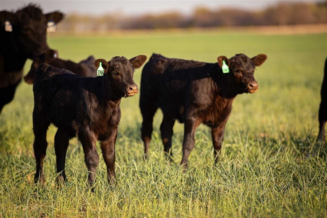 Calves in spring pasture