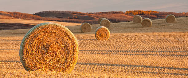 Round hay bales in a field at sunset